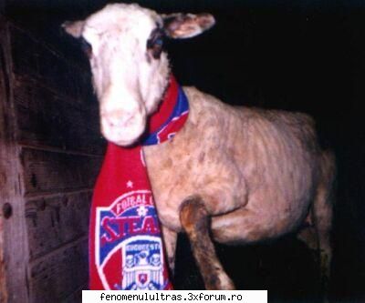 fulare tot steaua