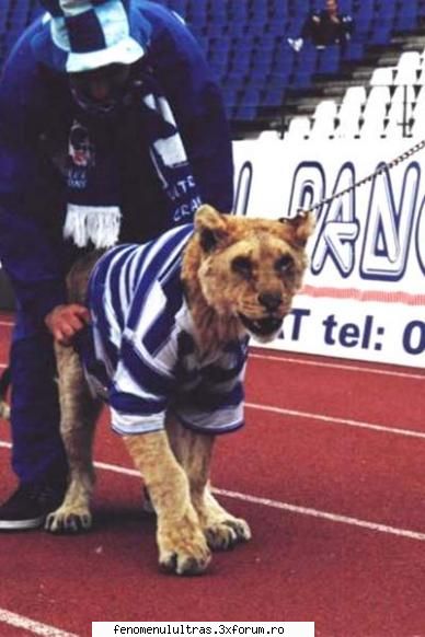 pui de leu :d stadionul ion oblemenco ..